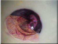 Egg candling view on day 10