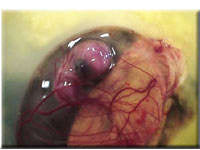 Egg candling view on day 11