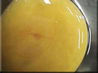 Egg candling view on day 4