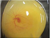 Egg candling view on day 6