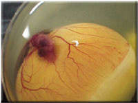 Egg candling view on day 9