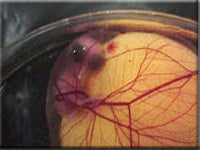 Egg candling view on day 12