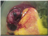 Egg candling view on day 13