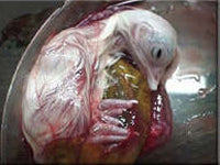 Egg candling view on day 20