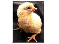 Egg candling view on day 21