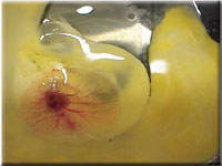 Egg candling view on day 7