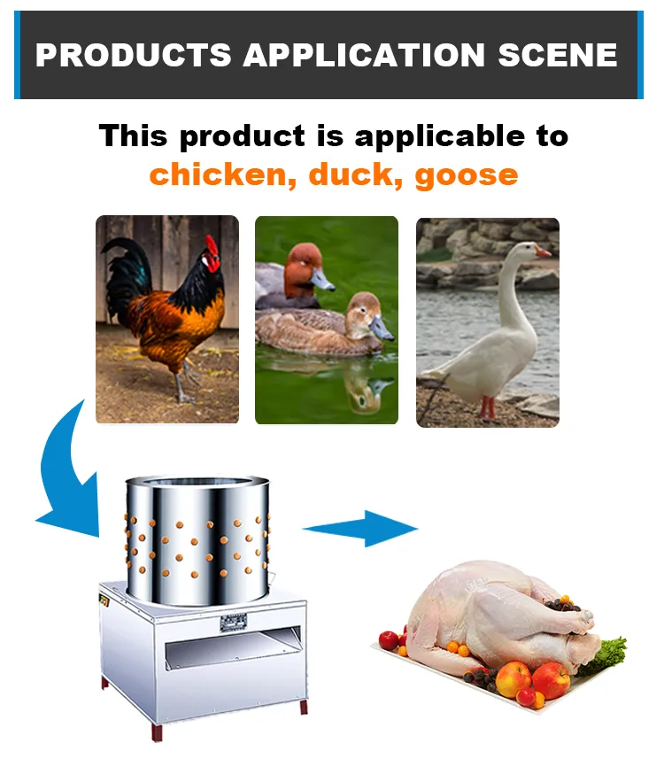 Plumeuse à volaille en acier inoxydable pour poulets et cailles