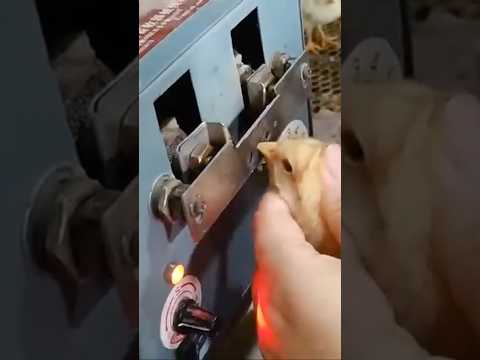 Chick Beak Trimming Machine – Adjustable Temperature video