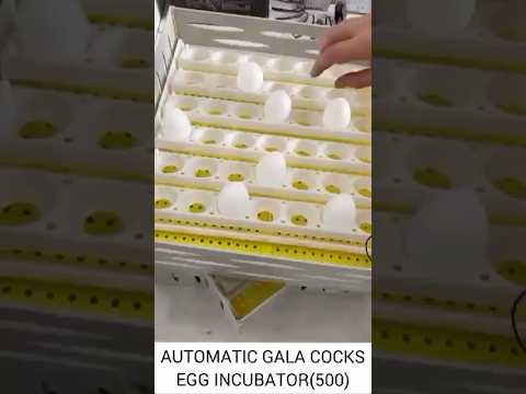 Criadeira para Pintinhos e Mãe Artificial – Capacidade de 20 Níveis (até 600 pintinhos)
