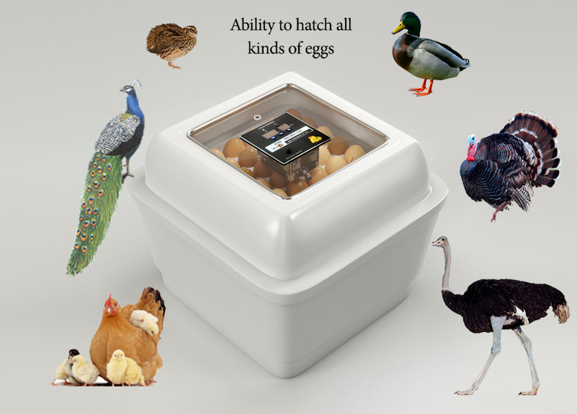 Incubateur d’œufs de poule – Modèle Twin (jusqu’à 100 œufs)
