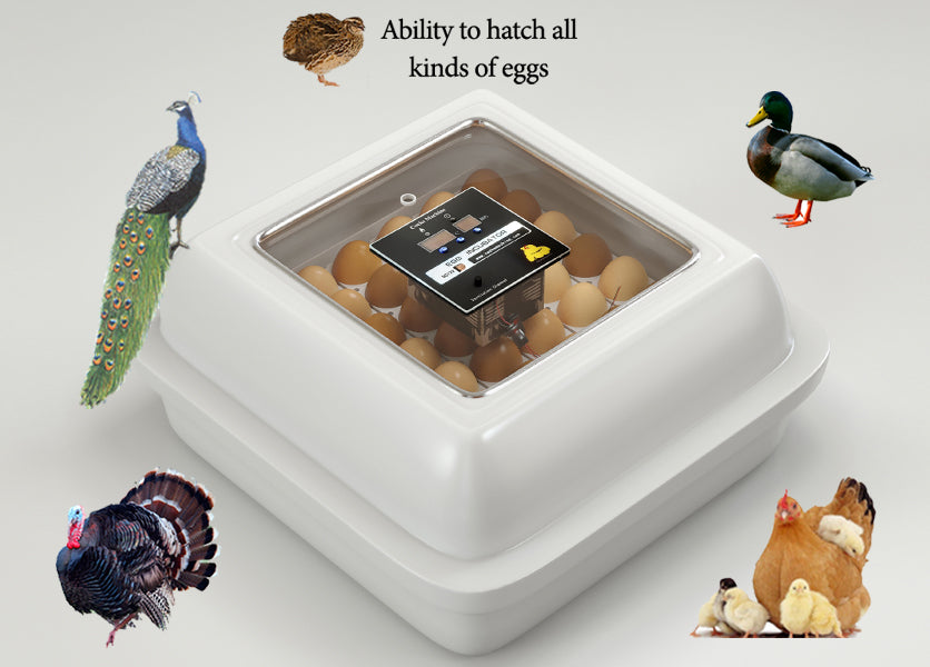 Incubateur d’œufs de poule – Modèle Golden (jusqu’à 50 œufs)
