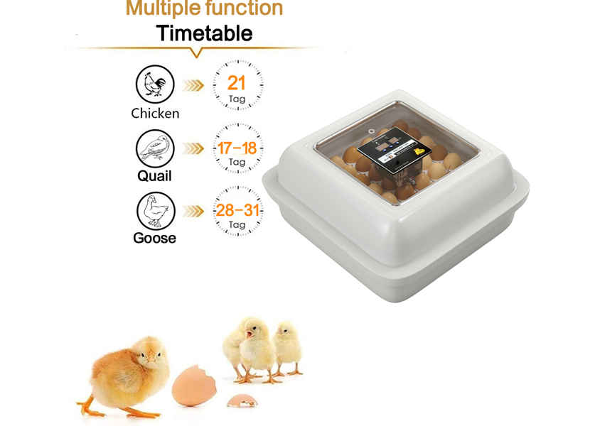 Incubateur d’œufs de poule – Modèle Golden (jusqu’à 50 œufs)
